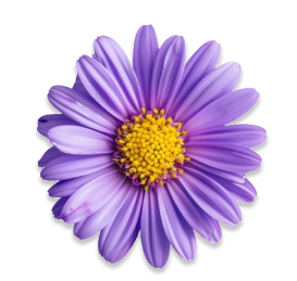 vibrant-purple-daisy-flower-closeup_260959621-removebg-preview 1